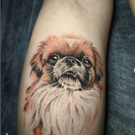 Cachorro pequinês em realismo colorido na perna